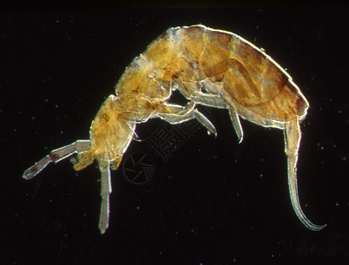 显微镜下的春尾昆虫高清图片