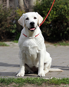 公园中的黄色拉布拉多朋友喜悦宠物孩子桌子幸福小狗猎犬图片