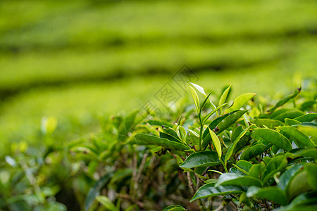 茶叶种植园卡梅伦谷 马来西亚高地的绿色山丘 茶叶生产 青茶绿灌木土地农田叶子爬坡农业风景衬套女性太阳环境图片