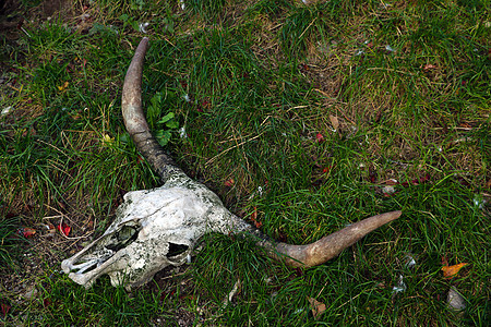 野外有角的动物头骨鹿角解剖学死亡黏土骨骼哺乳动物干旱沙漠野生动物土地图片