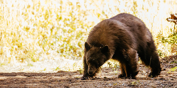 美国塞奎亚州黑熊哺乳动物风景荒野红木森林场地花朵美丽国家木头图片