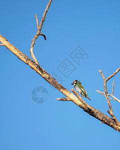孤立的画面是铜铁匠巴比特鸟 坐在干枯树枝上铜匠花园黑色天空蓝色绿色背景图片