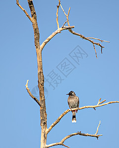 红通风灯泡坐在干树枝上 蓝天背景清晰天空野生动物黑色棕色鸟类羽毛绿色团体白色荒野图片