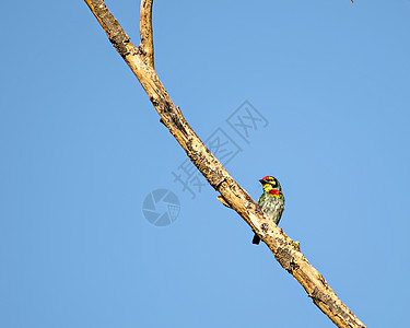 孤立的画面是铜铁匠巴比特鸟 坐在干枯树枝上蓝色花园铜匠绿色天空黑色背景图片