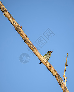 孤立的画面是铜铁匠巴比特鸟 坐在干枯树枝上蓝色绿色铜匠黑色花园天空背景图片