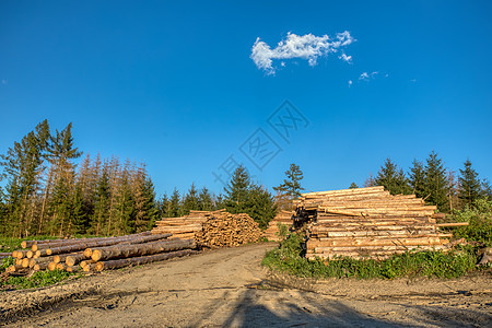 森林中伐木木材的管道加工原木林业攻击燃料日志记录森林树干木头环境活力图片