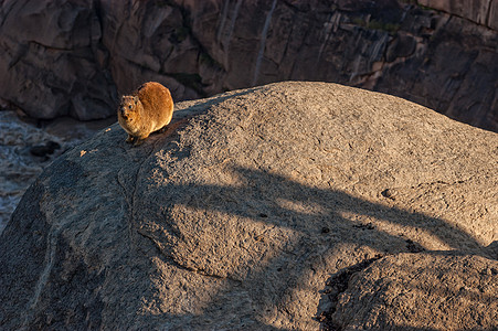 海参环绕在奥格拉比瀑布的岩石上的Hyrax景观阴影哺乳动物旅行食草旅游动物晴天阳光野生动物背景