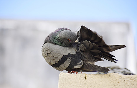 翅膀墙素材一只鸽子坐在我屋顶的墙壁上翅膀城市旅行野生动物灰色羽毛黑色动物天空背景