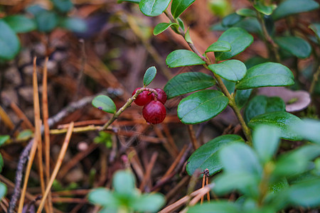 森林里的红林莓 秋天的森林图片