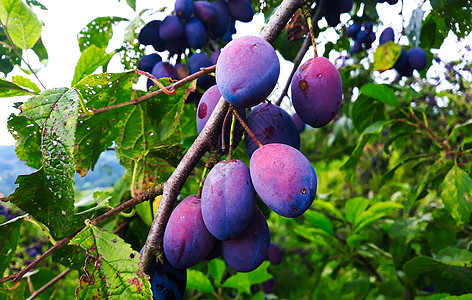 树枝上有蓝色成熟的李子果实 树上有叶子 李子几乎可以收获了修剪家养绿叶水果紫色农业果园农场果树自然图片