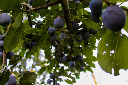 梅子成熟的树枝 普拉姆果园 在树枝上撕开蓝色梅子图片