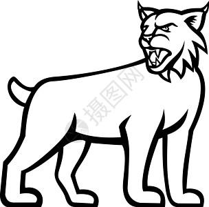 Bobcat 或 Lynx Cat 站立边视图 Mascot 马斯科特黑白图片
