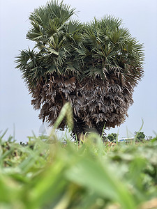 在Chennai农村内陆村的农业田中与农地隔离的棕榈树草地树叶地平线村庄蓝色天空场地树木土地农村图片