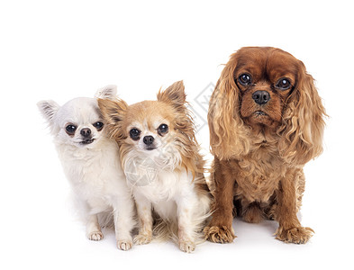 沙尔和吉华华人工作室团体棕色小狗猎犬宠物图片