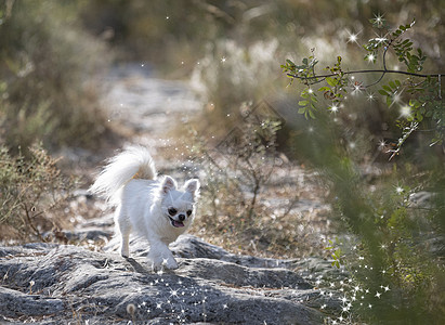自然中的吉华华人长发舌头动物宠物跑步白色星星图片