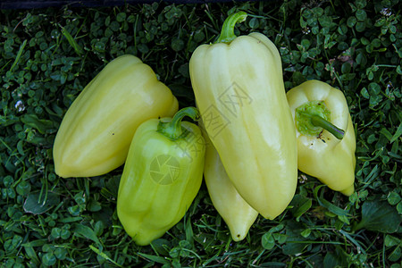 波斯尼亚草地上有绿黄大胡椒 在花园里长了辣椒背景