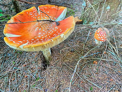 美丽的有毒的红蘑菇 上面有巨大的帽子 从草上可以看到毒菌生物学环境土地食用菌宏观橙色季节植物学生长图片