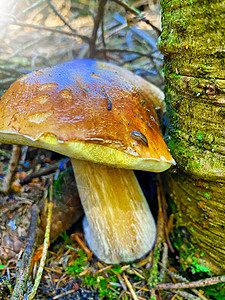 森林里的巨型山羊蘑菇 意大利阿尔卑斯山的波尔西诺美食家叶子季节食用菌绿色饮食食物环境健康饮食宏观图片