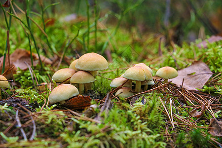 小浅色蘑菇在秋天 被苔包围着图片