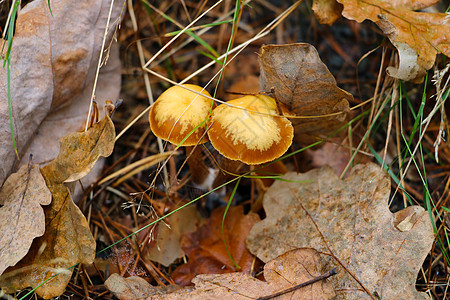 黄色树叶和绿苔的浅蘑菇 秋季森林图片