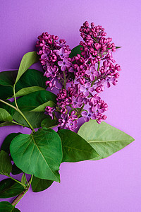 鲜花花束花 叶子在最起码的紫红背景上邀请函紫丁香紫色花朵花店绿色植物植物群明信片季节植物学背景图片
