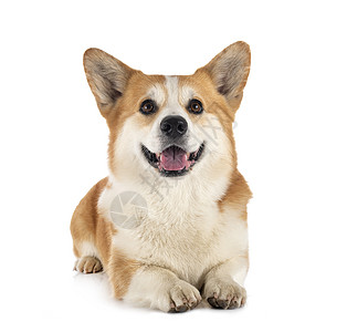 彭布罗克威尔斯科吉棕色白色羊毛衫小狗动物宠物工作室图片