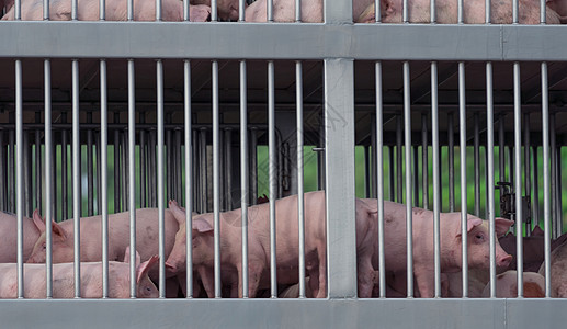 从农场到屠宰场的卡车运输中的猪头疾病权利动物主持人福利载体猪瘟寄生虫送货食物图片