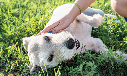 夏日在公园喂狗的有吸引力的年轻女子混种幸福训练女士伴侣日落小狗动物宠物微笑图片