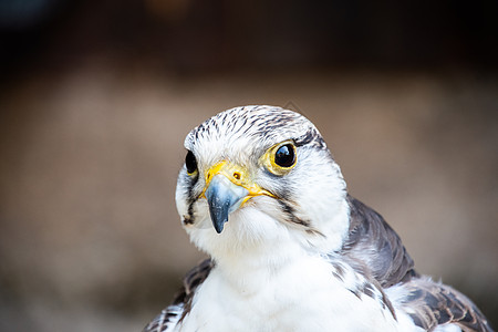 鹰嘴鸟和一只Gerfalcon的头头方向盘猎物航班红隼爪子猎人鸟类计划飞机温室图片