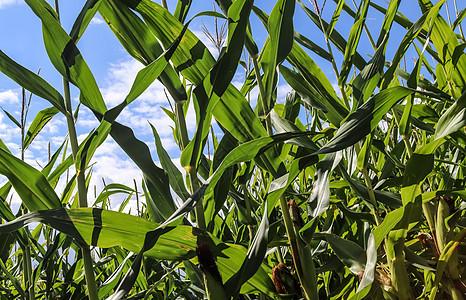 绿色玉米种植场上美丽的近视风景 带B的田地农村土地草地粮食农业谷物叶子场地收成蔬菜图片