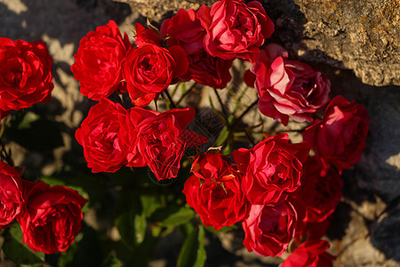 花园里红亮的玫瑰紧贴着图片