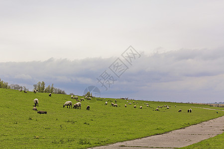德国Sehestedt Jade Wasermarsch等地的羊群和牧草景观图片