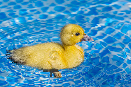 游泳池的黄小可爱鸭子 在清澈蓝水中游 阳光明媚的夏日水池晴天小鸭子蓝色童年洗澡乐趣橡皮塑料太阳图片
