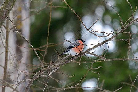 冬天的森林鸟类在饲料附近栖息美丽荒野野生动物天气花园尾巴生物学动物群木头公园图片