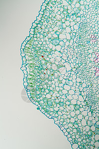 牧羊人钱包皮单上的Candida酵母100x除草剂寄生虫杂草草药生物学真菌感染薄片酵母科学细胞图片