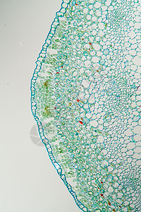 牧羊人钱包皮单上的Candida酵母100x杂草除草剂生物学薄片植物酵母宏观草药真菌感染寄生虫图片