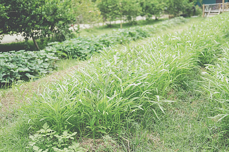 种植蔬菜加料的菠菜植物 中国水溶性生长荣耀种植园花园热带农场空心菜食物叶子园艺图片