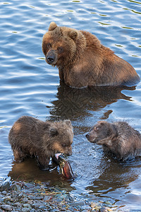 野生Kamchatka棕褐色母熊与两只熊熊熊幼熊捕捉红鲑鱼图片