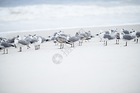 海洋海滩的海鸥锁假期羽毛海滩生物目的地泡沫水鸟流动银鸥海上生活图片
