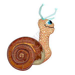 白色背景的斯奈尔孤立蜗牛乐趣爬虫房子漫画天线插图快乐动物群野生动物图片