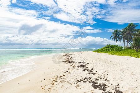 瓜德罗普的格朗斯海滩瓜达假期蓝色海浪树木海滩旅行可可领土支撑图片