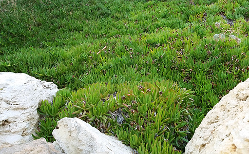 植物的地毯 卡波布罗图斯埃杜利斯在岩石上生长花园海岸植被叶子果肉植物学沙丘海洋太阳悬崖图片