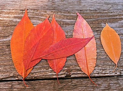 红秋和黄秋叶木本底的树叶食物墙纸框架季节橙子植物边界叶子艺术作品图片
