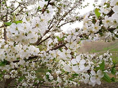 白樱桃在春天美丽盛开图片