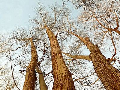 寒冬 树苗 树枝和明亮的天空;秋天高清图片素材