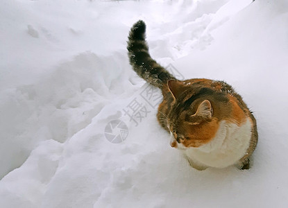一只可爱的猫在下着深雪图片