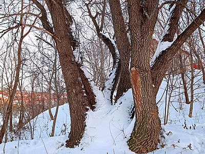 冬天的老树 带雪雪图片