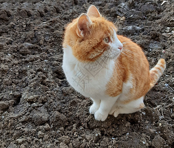 一个美丽的橙白色猫 看上去很好奇又有趣图片