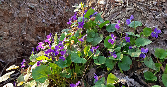 紫罗兰在春天盛开图片