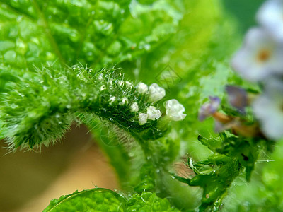 具有自然背景的 Sangketan荒野植物转盘叶子草本植物紫色植物群历史花园图片